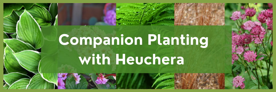 Image of Heuchera bergenia companion plant